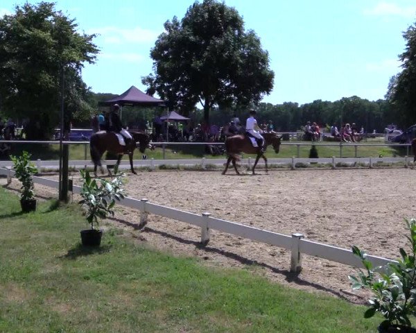 Reitturnier Coesfeld 2019