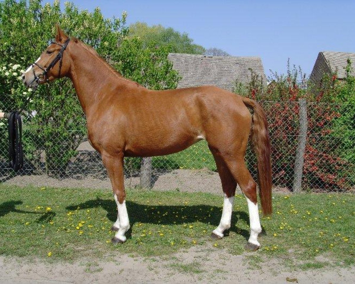 jumper Pamea (German Sport Horse, 2003, from Paparazzo)