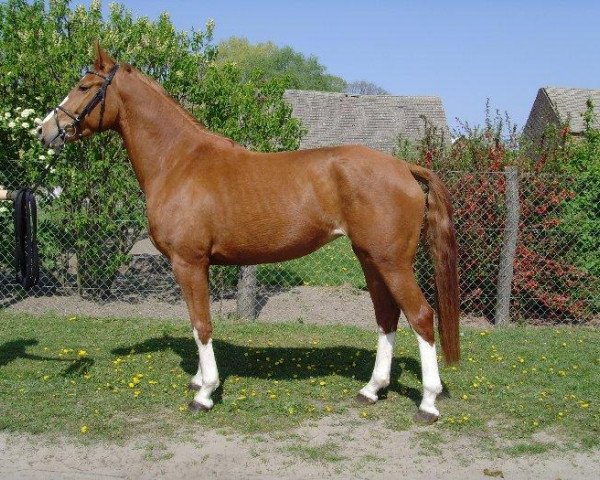 Springpferd Pamea (Deutsches Sportpferd, 2003, von Paparazzo)