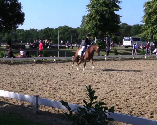 Reitturnier Coesfeld 2019