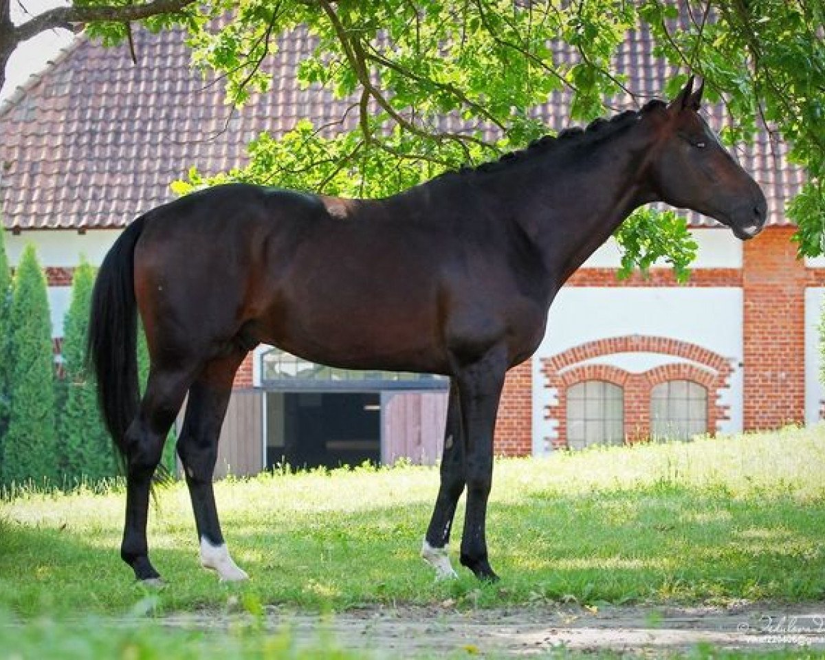Deckhengst Dantander Hit (Hannoveraner, 2007, von Dancier)