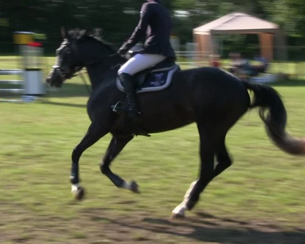 Reitturnier Stadum 2019
