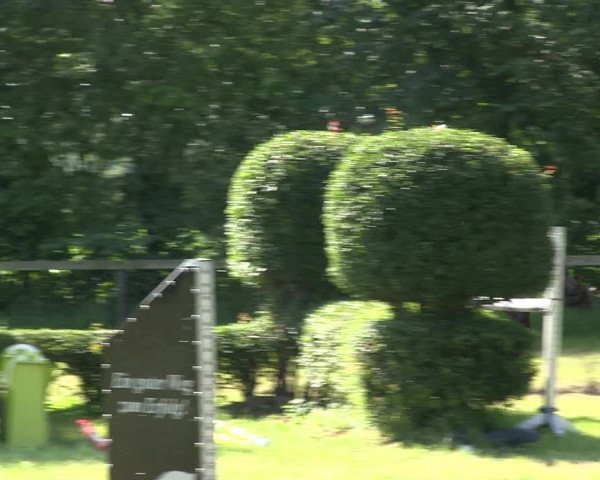Reitturnier Stadum 2019