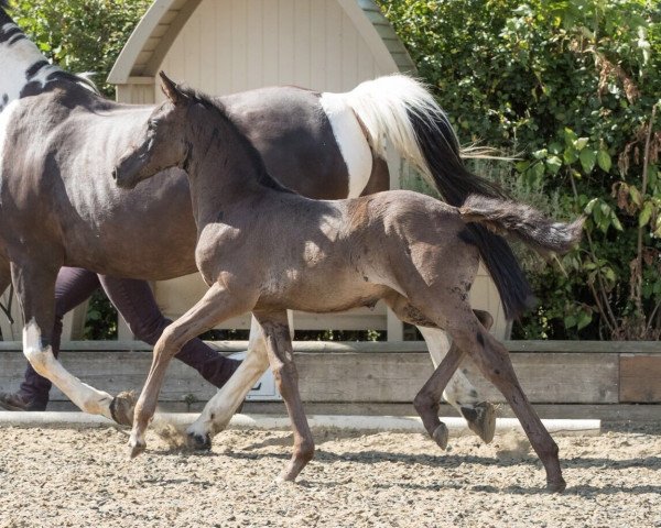 horse DC Dream On Matilda (British Sport Horse, 2016, from Dream On)