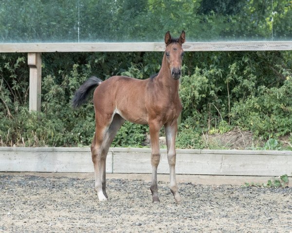 horse Floella (British Sport Horse, 2016, from Fürst Romancier)