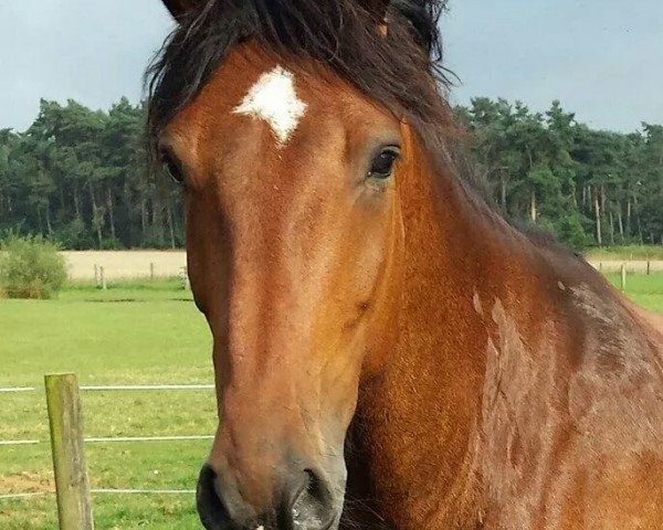 Caballo Champion Charly (desconocido, 2006)