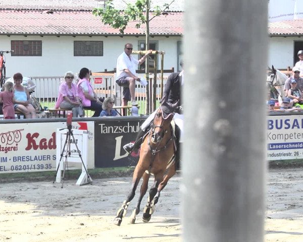 Reitturnier Viernheim 2019