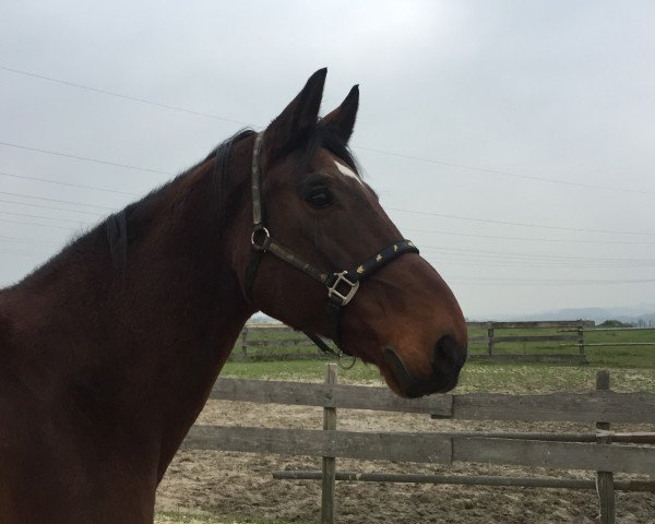 horse Fabiaro (Westphalian, 1998, from Faveur)