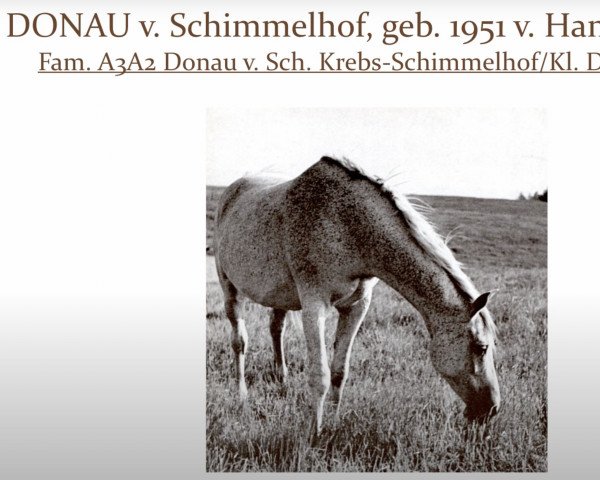 broodmare Donau vom Schimmelhof (Trakehner, 1951, from Hansakapitän)