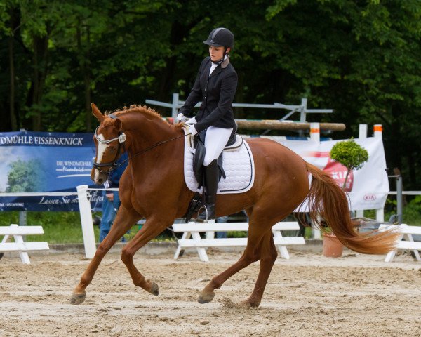 Zuchtstute Lady Valentina (Hannoveraner, 2011, von Lord de Hus)