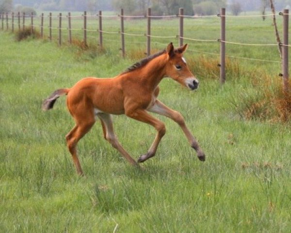 horse The Snail (Trakehner, 2015, from Windsor)