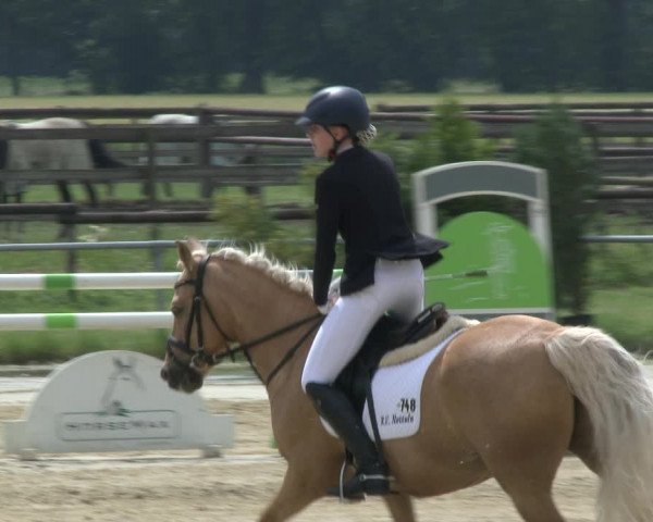 Reitturnier Coesfeld 2019