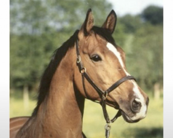 broodmare Zauberlicht II (Trakehner, 1982, from Mahagoni)