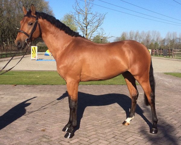 Deckhengst Italo (KWPN (Niederländisches Warmblut), 2013, von Inshallah de Muze)