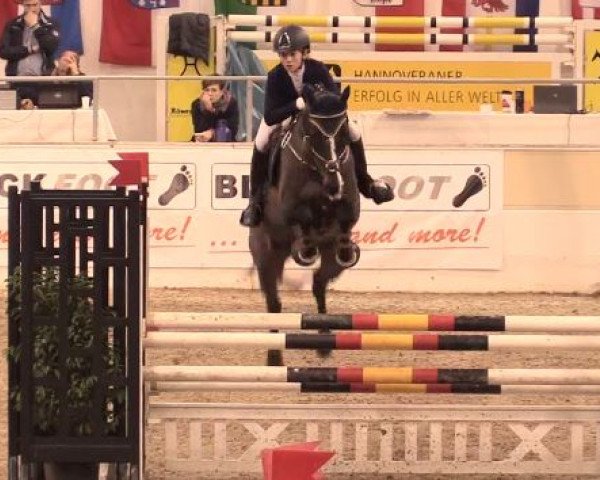 broodmare Kira Xxix (Holsteiner, 1995, from Lacros)