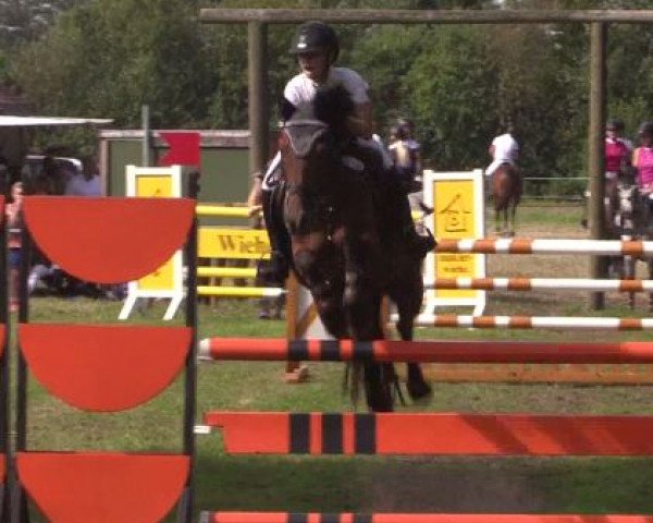 Zuchtstute My Lady 150 (New-Forest-Pony, 2000, von Mambo Moscan) Zuchtstute My Lady 150 (New-Forest-Pony, 2000, von Mambo Moscan)