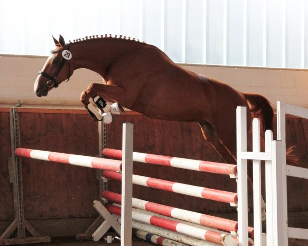 horse Obrigada (Trakehner, 2010, from Sky Dancer)