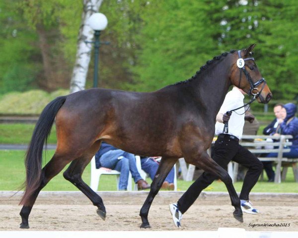 broodmare Hilaria (Trakehner, 2012, from All Inclusive)