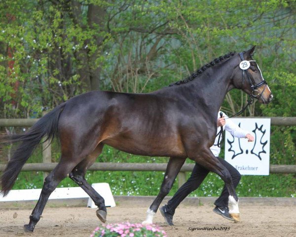 dressage horse Infinity D (Trakehner, 2012, from Singolo)