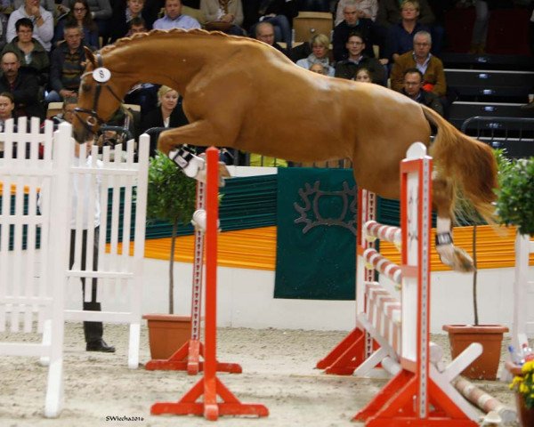 dressage horse Deinheart (Trakehner, 2014, from Dürrenmatt (ex Domino))