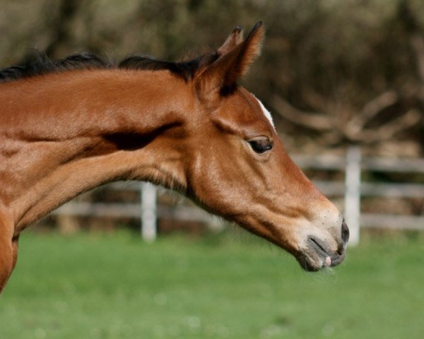 horse Hadass (Trakehner, 2011, from Goldschmidt)