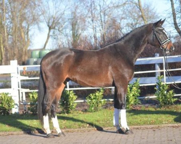 horse Davino (Hanoverian, 2013, from Don Diamond)