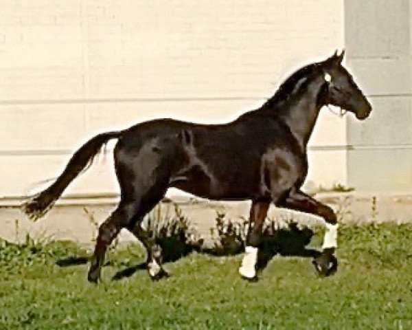 horse Winterwind PUR (Trakehner, 2013, from Herakles TSF)