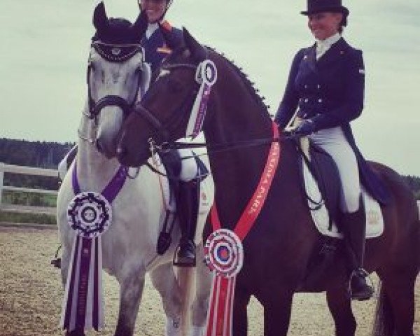 dressage horse Dynamite S (KWPN (Royal Dutch Sporthorse), 2008, from Sydney)