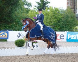broodmare Arlekino (Latvian Warmblood, 2006, from Aromats)