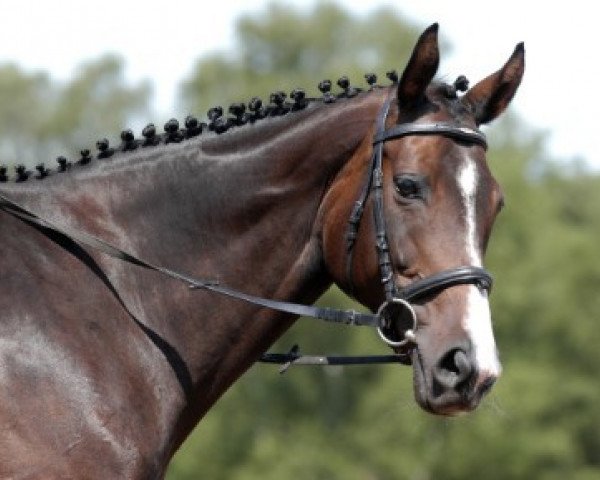broodmare Lavender Brown xx (Thoroughbred, 2001, from Lavirco xx)