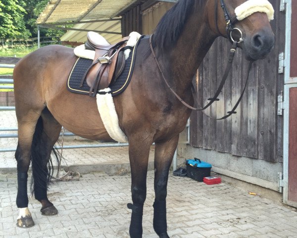 jumper Cromwell 28 (Hanoverian, 2002, from Condor M)