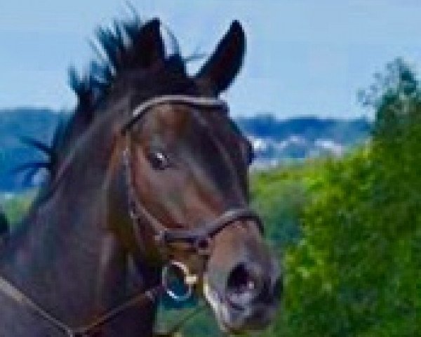 horse Damiano (Hanoverian, 2001, from Donnerhall)