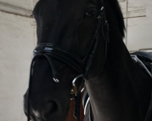jumper Up To Date (KWPN (Royal Dutch Sporthorse), 2001, from Polansky)