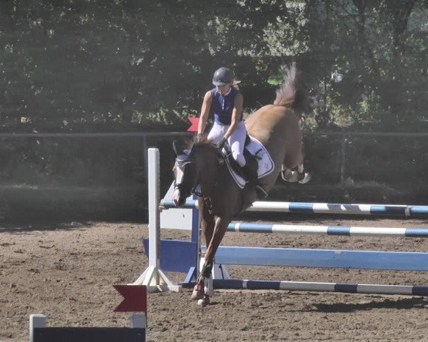 Reitturnier Wiesloch 2019