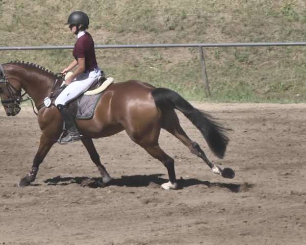 Reitturnier Wiesloch 2019