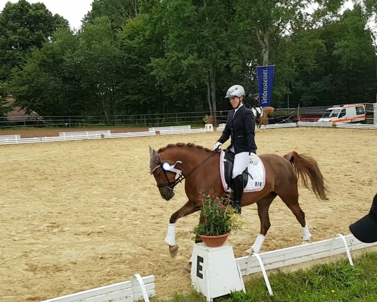 dressage horse Dark Red and Crazy (German Riding Pony, 2005, from Don Giovanni WS)