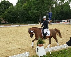 dressage horse Dark Red and Crazy (German Riding Pony, 2005, from Don Giovanni WS)