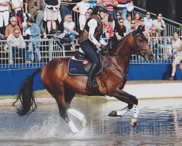 jumper Askarina 10 (German Sport Horse, 2011, from Askido)