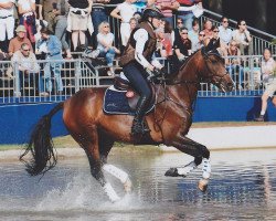 jumper Askarina 10 (German Sport Horse, 2011, from Askido)