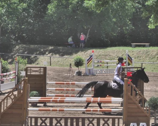 Reitturnier Wiesloch 2019