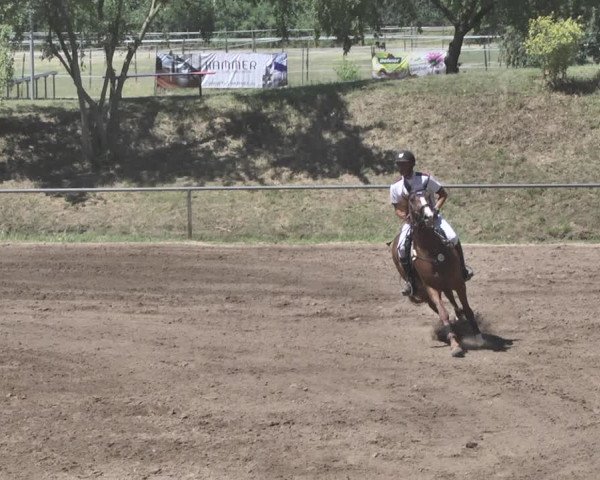 Reitturnier Wiesloch 2019