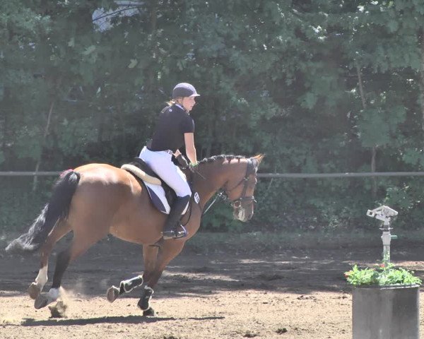 Reitturnier Wiesloch 2019