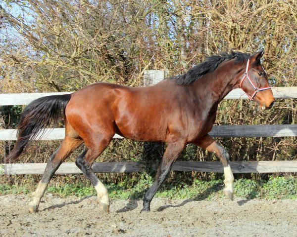 horse Just do it (KWPN (Royal Dutch Sporthorse), 2014, from VDL Harley)