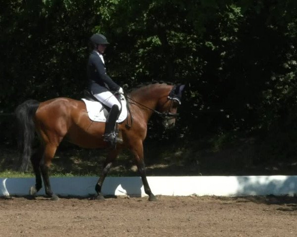 Reitturnier Wiesloch 2019