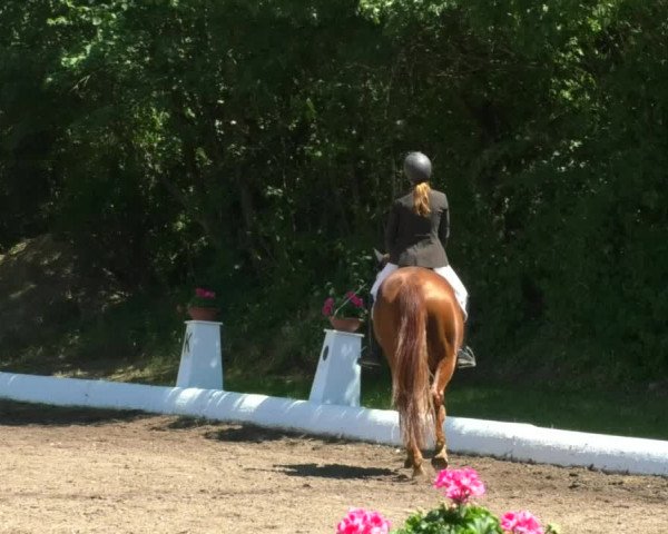 Reitturnier Wiesloch 2019