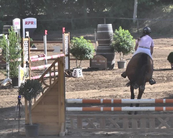 Reitturnier Wiesloch 2019