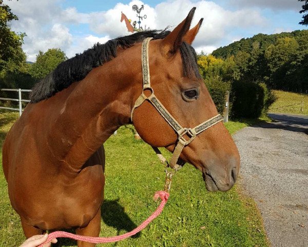 broodmare Weisserina (Oldenburg, 1999, from Painter's Row xx)