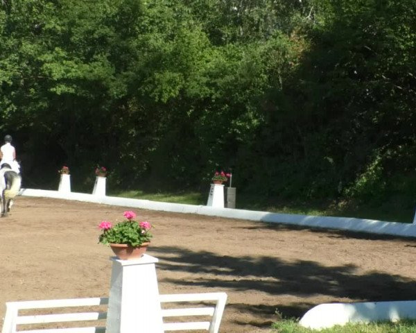 Reitturnier Wiesloch 2019