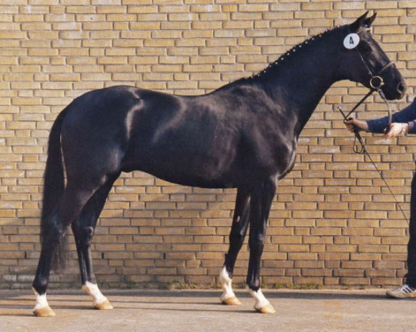 Semental Bertone (Trakehner, 1991, de Kostolany)