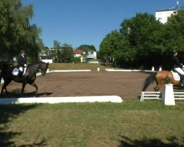 Reitturnier Wiesloch 2019